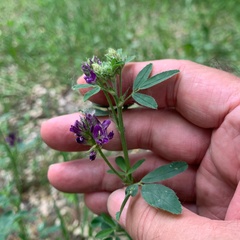 Medicago sativa