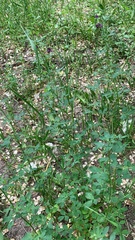 Medicago sativa