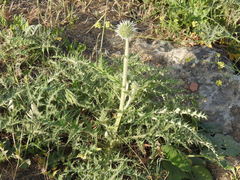 Echinops orientalis