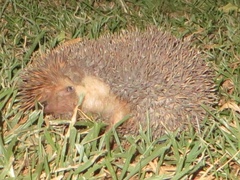Atelerix albiventris