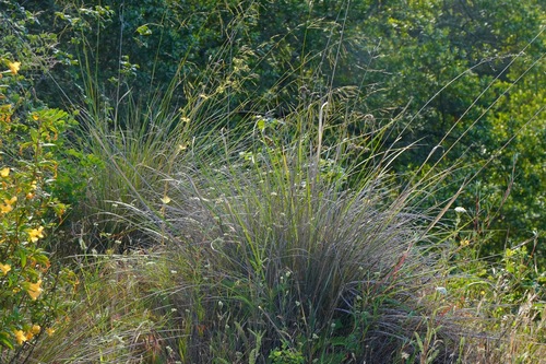 Image of Festuca californica by (c) Michael Warner, some rights reserved (CC BY)