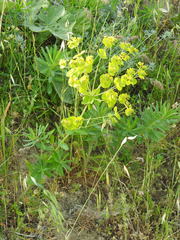 Euphorbia iberica