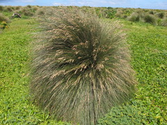 Poa litorosa