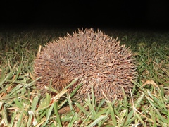 Atelerix albiventris