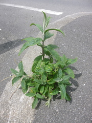 Buddleja davidii