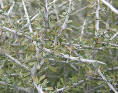 Condalia spathulata