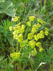 Euphorbia iberica