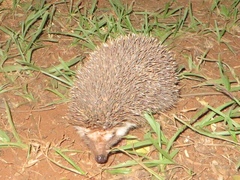 Atelerix albiventris