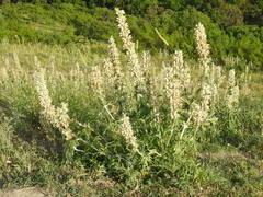 Phlomoides laciniata