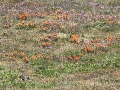 Castilleja mendocinensis