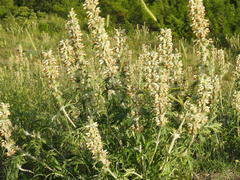 Phlomoides laciniata