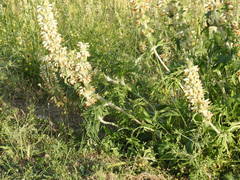 Phlomoides laciniata