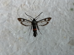 Synanthedon myopaeformis