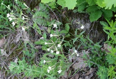 Silene italica