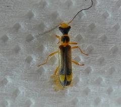 Coleoptera