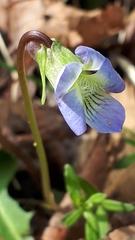 Viola pedatifida