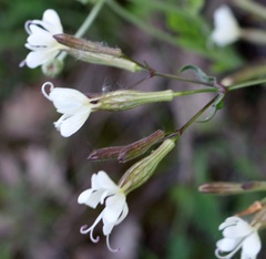 Silene italica