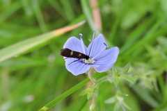 Cauchas fibulella