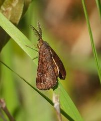 Epelis truncataria