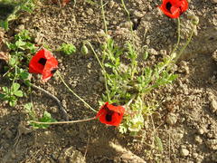 Papaver