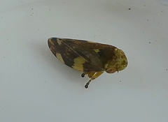 Insecta