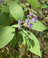 Scutellaria serrata