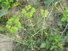 Euphorbia helioscopia
