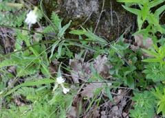 Silene italica