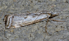 Microcrambus croesus