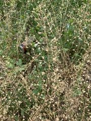 Capsella bursa-pastoris