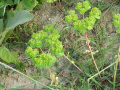 Euphorbia helioscopia