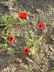 Papaver