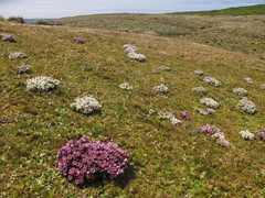 Gentianella cerina