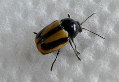 Coleoptera