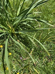 Asphodelus macrocarpus