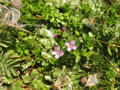 Epilobium confertifolium