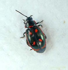 Oedionychis cincta