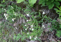 Silene italica