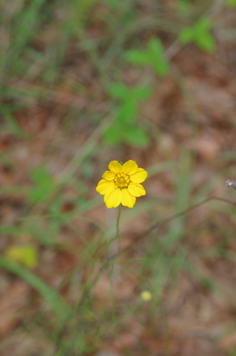 Image of Thelesperma flavodiscum by (c) Eric Knight, some rights reserved (CC BY)