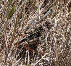 Cratypedes neglectus