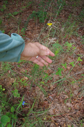 Image of Thelesperma flavodiscum by (c) Eric Knight, some rights reserved (CC BY)