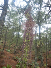 Agave obscura