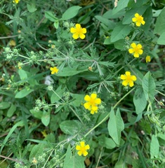Potentilla argentea