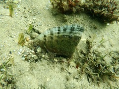 Pinnidae