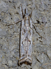 Microcrambus croesus