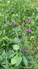 Medicago sativa