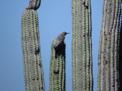 Melanerpes hypopolius