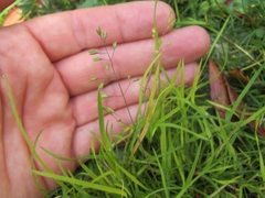 Poa breviglumis