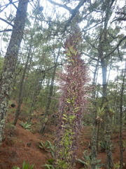 Agave obscura