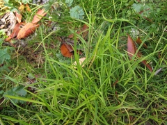 Poa breviglumis